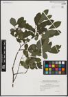 Foto von Salix aurita L.